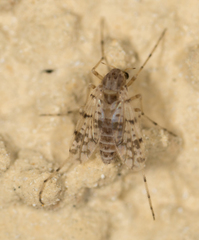 Alotanypus venustus