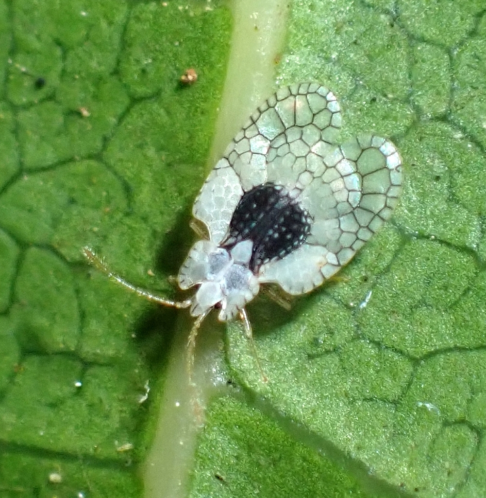 Dicysta tristanopsidis