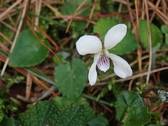 Viola adenothrix