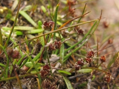 Juncus novae-zelandiae
