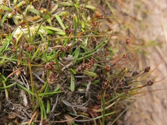 Juncus novae-zelandiae