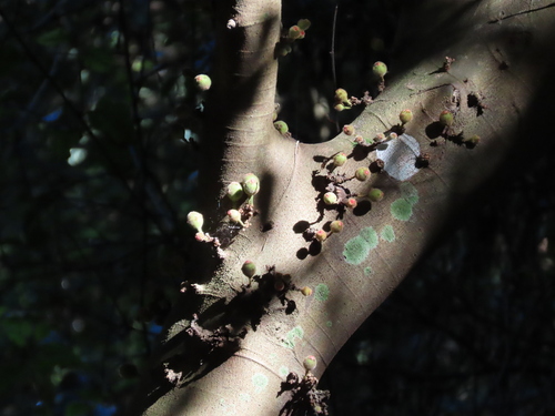 Ficus coronata (Ficus coronata)