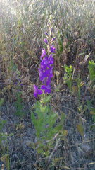 Consolida orientalis