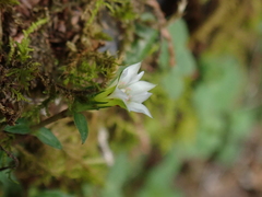 Gentiana flavomaculata