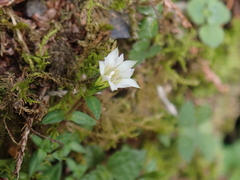 Gentiana flavomaculata