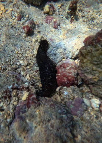 Holothuria fuscorubra, 2024-06-06