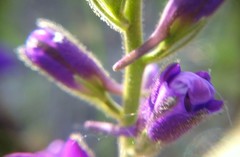 Consolida orientalis