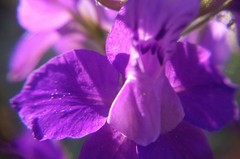 Consolida orientalis