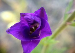 Consolida orientalis