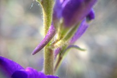 Consolida orientalis