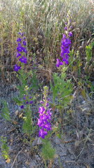 Consolida orientalis