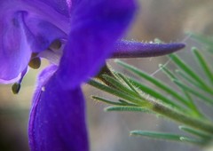 Consolida orientalis