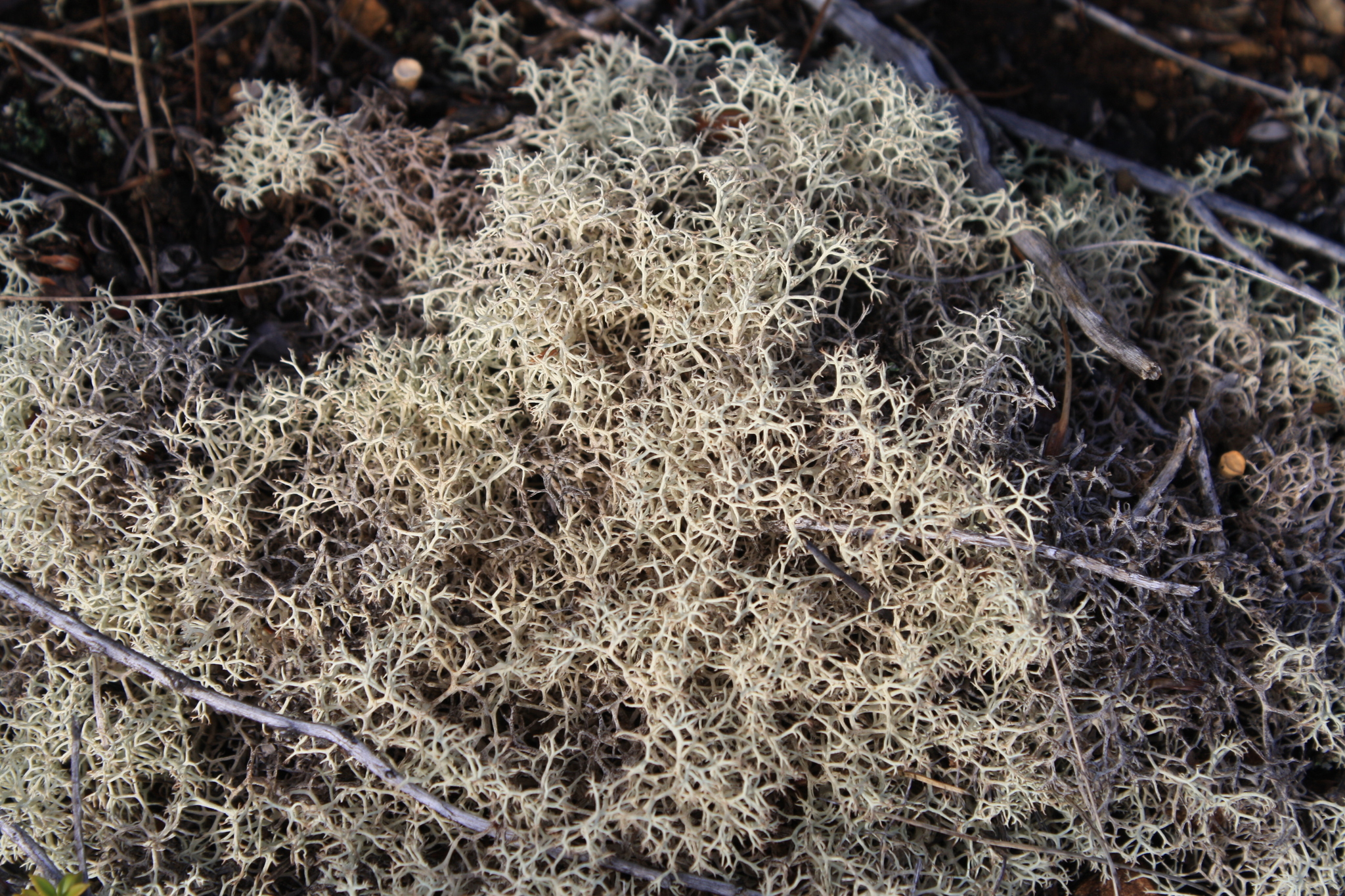 Cladia aggregata image