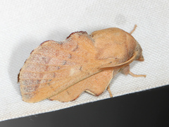 Phyllodesma