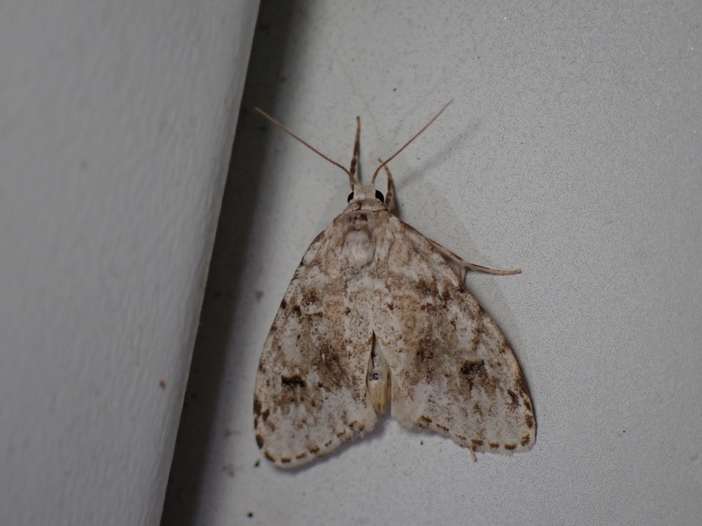 Little White Lichen Moth