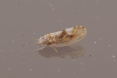 Cacopsylla fulguralis