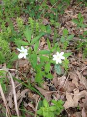 Anemonoides trifolia