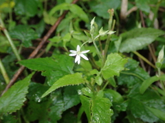 Stellaria vestita