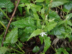 Stellaria vestita