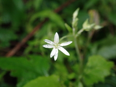 Stellaria vestita