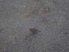 Carpodacus formosanus