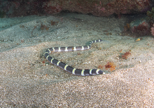 Banded snake eel (Leiuranus semicinctus) — Ophichthidae — 5