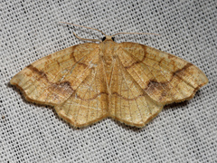 Nematocampa brehmeata