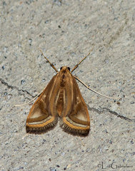 Eoophyla mindanensis