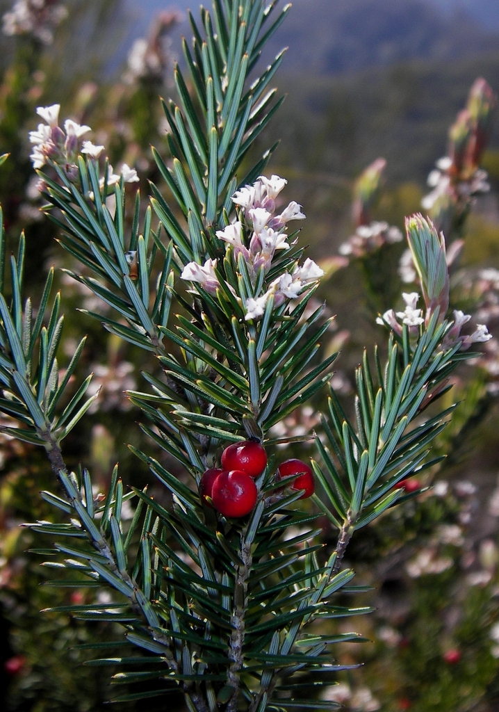 Agiortia