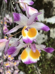 Dendrobium devonianum