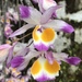 Dendrobium devonianum - Photo (c) cupag_kelley, some rights reserved (CC BY-NC), uploaded by cupag_kelley