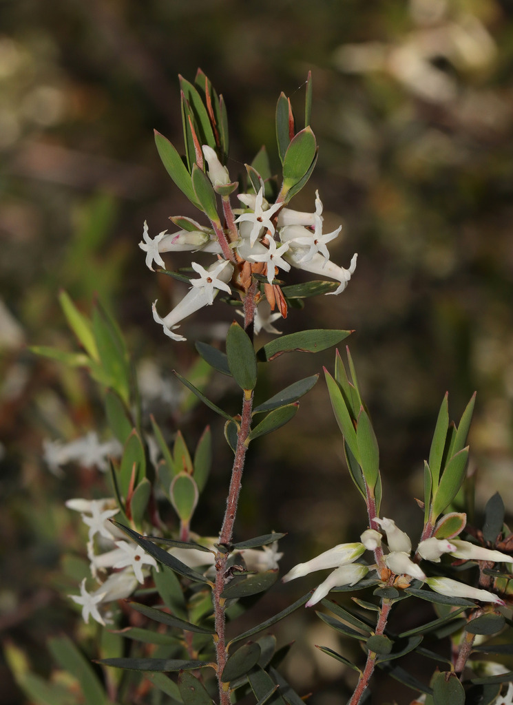 Brachyloma saxicola