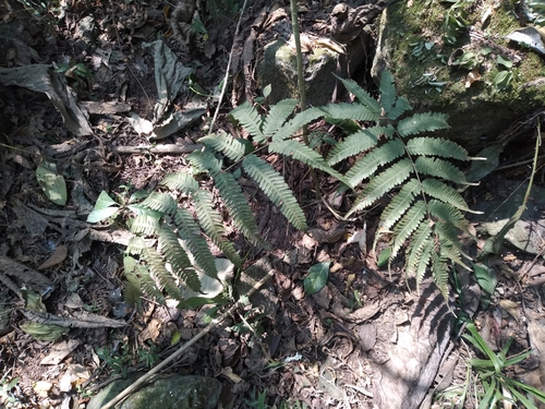 Pteris quadriaurita observed 2024-05-16