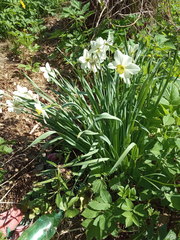 Narcissus × incomparabilis