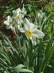 Narcissus × incomparabilis