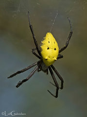 Cyrtophora cylindroides