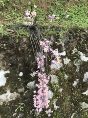 Dendrobium devonianum