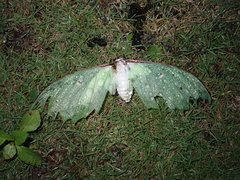 Actias