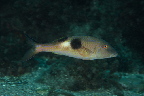 Zijvlek-mul (Parupeneus pleurostigma) — Mullidae — 4