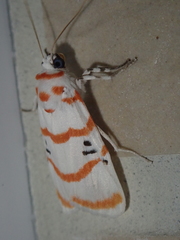 Cyana subalba