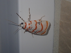 Cyana subalba