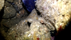 Conger wilsoni