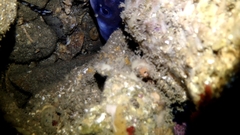 Conger wilsoni