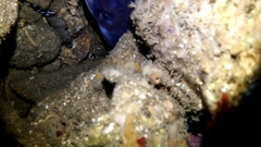 Conger wilsoni