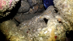 Conger wilsoni