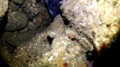 Conger wilsoni