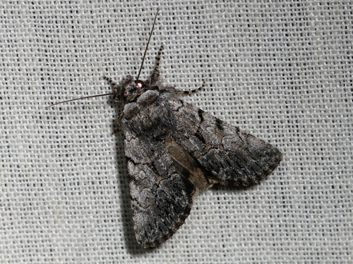 Noctuidae