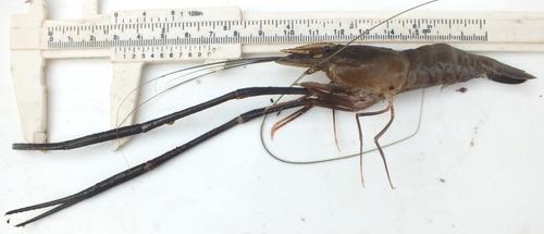 Slender river prawn