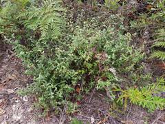 Correa reflexa scabridula