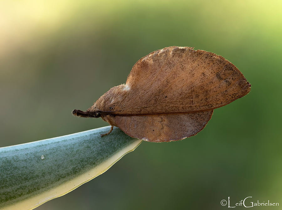 Gastropacha philippinensis